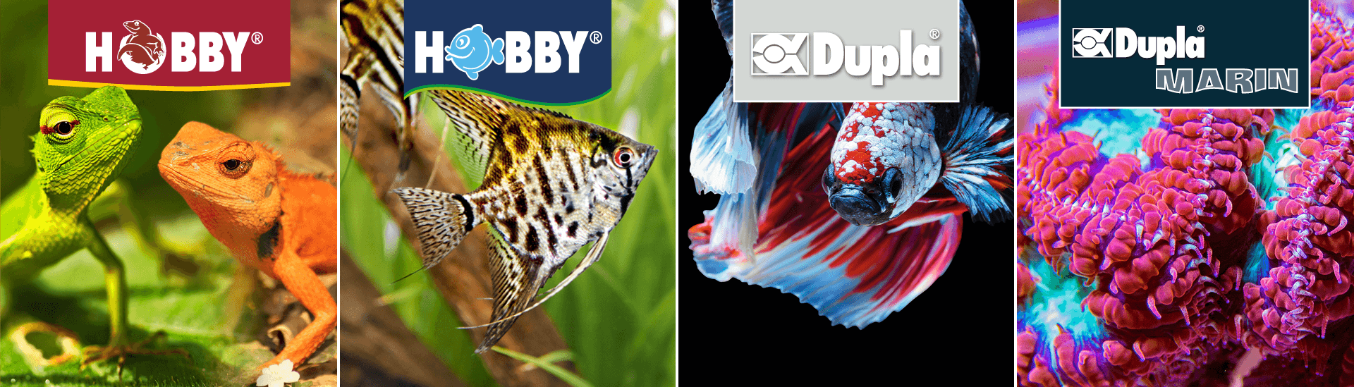 Dohse Aquaristik, Dupla, Hobby