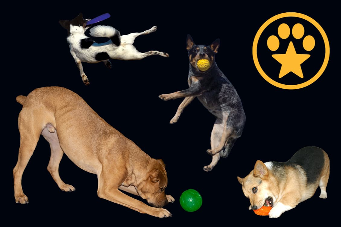 Starmark Pet Products