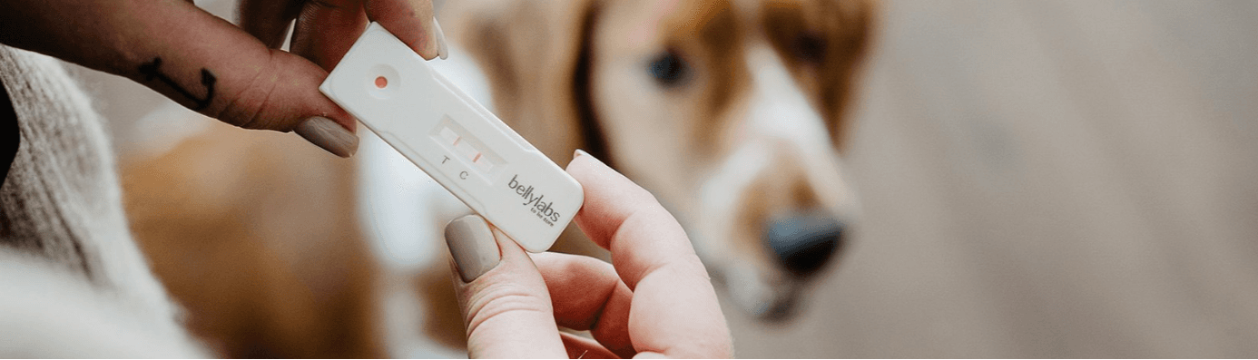 Bellylabs OY