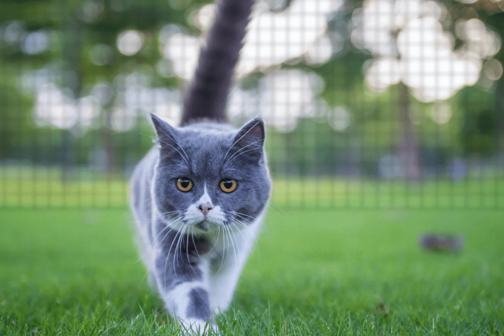 ProtectaPet Ltd