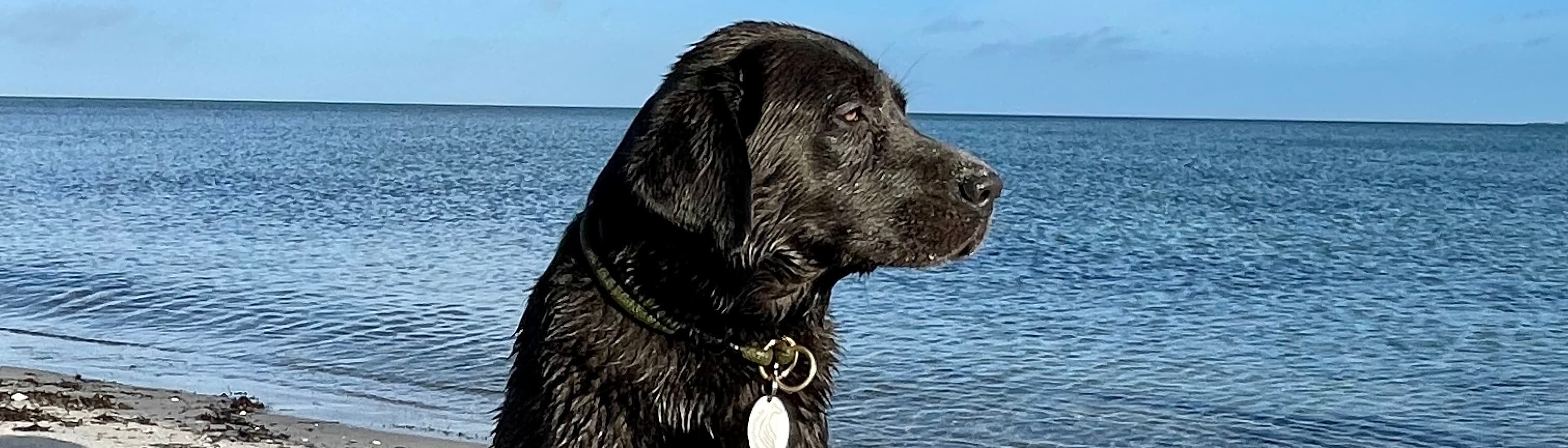 PETS 4 the Oceans