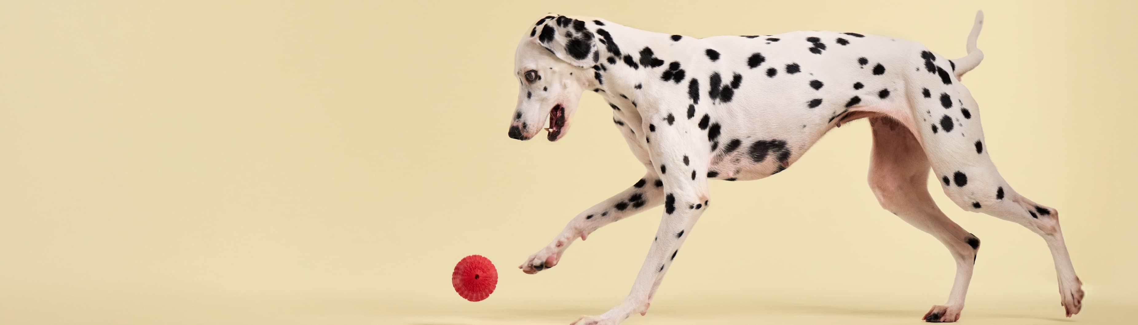 Logical Brands, Inc.