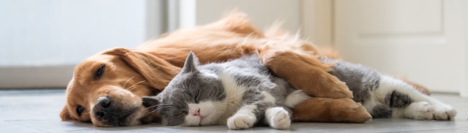 Pet's Heaven