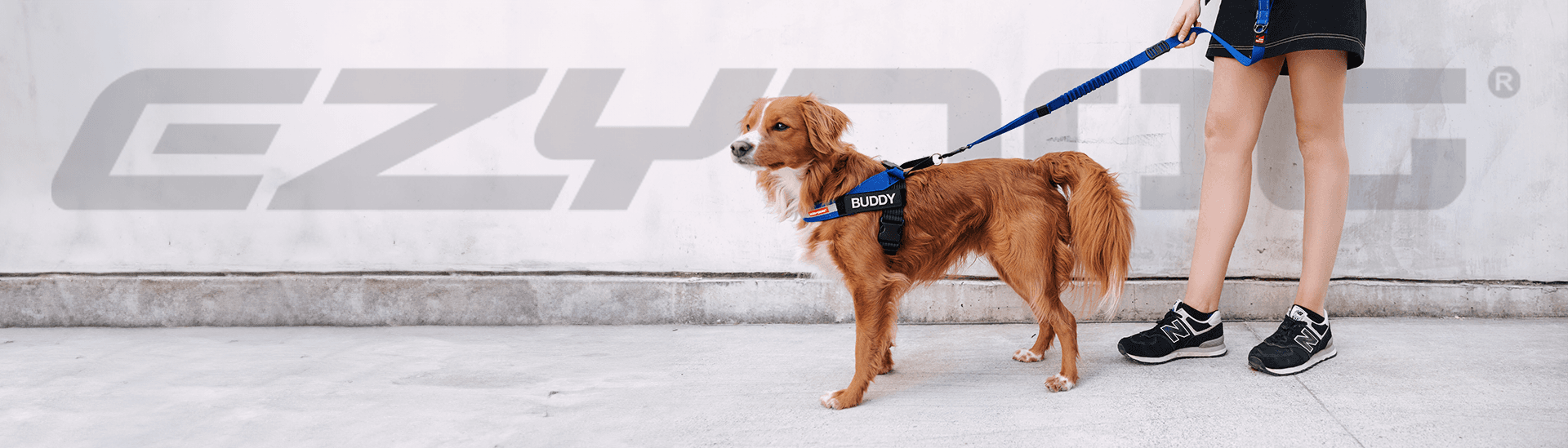 EzyDog