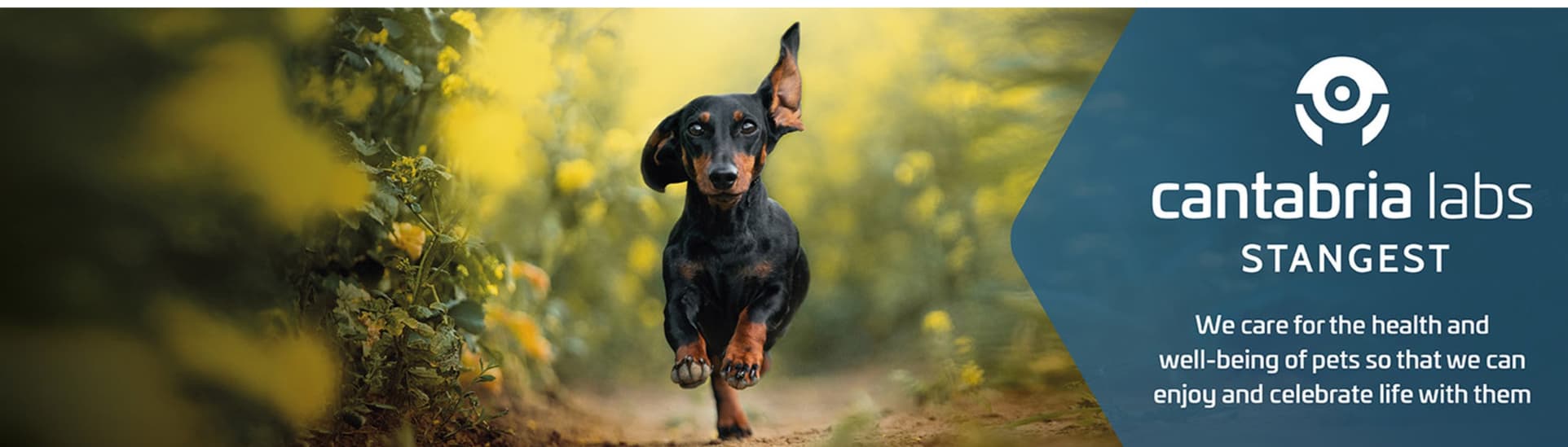 Cantabria Labs Stangest