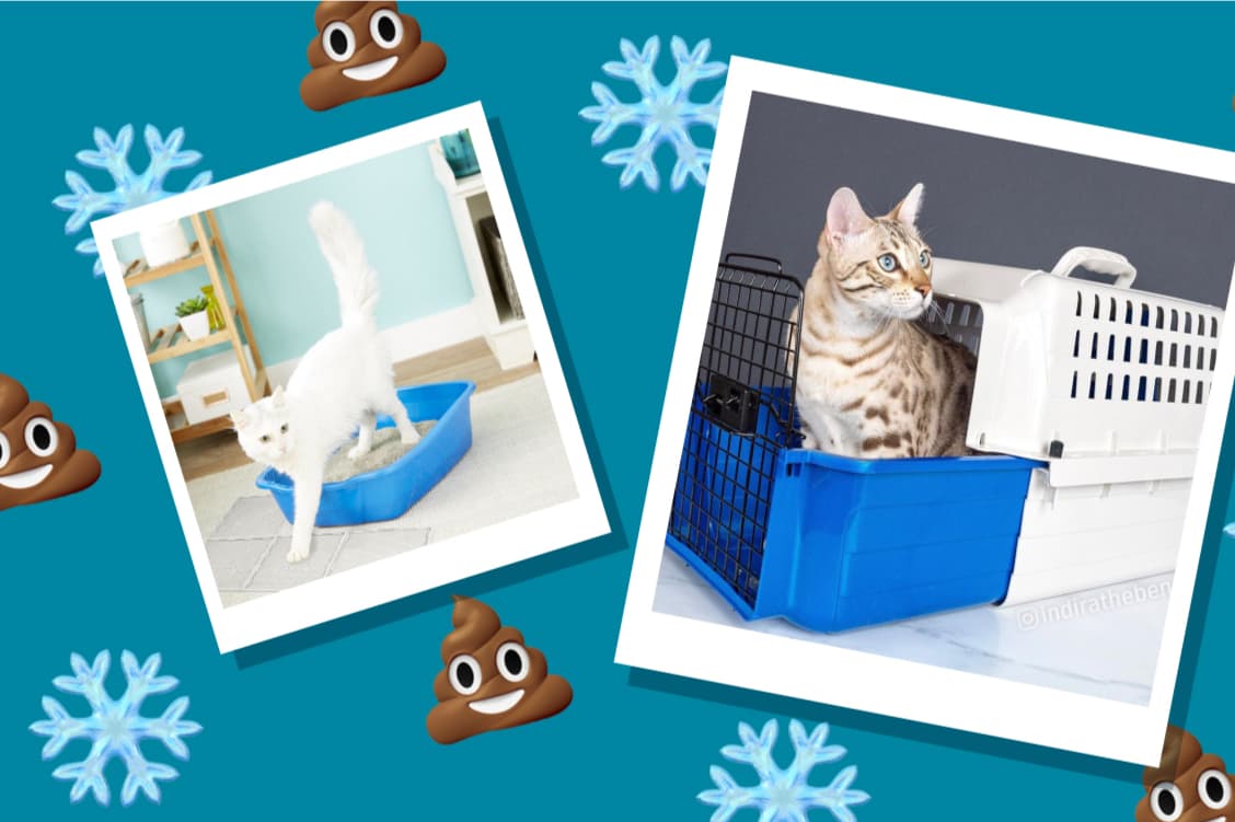 Van Ness Pets