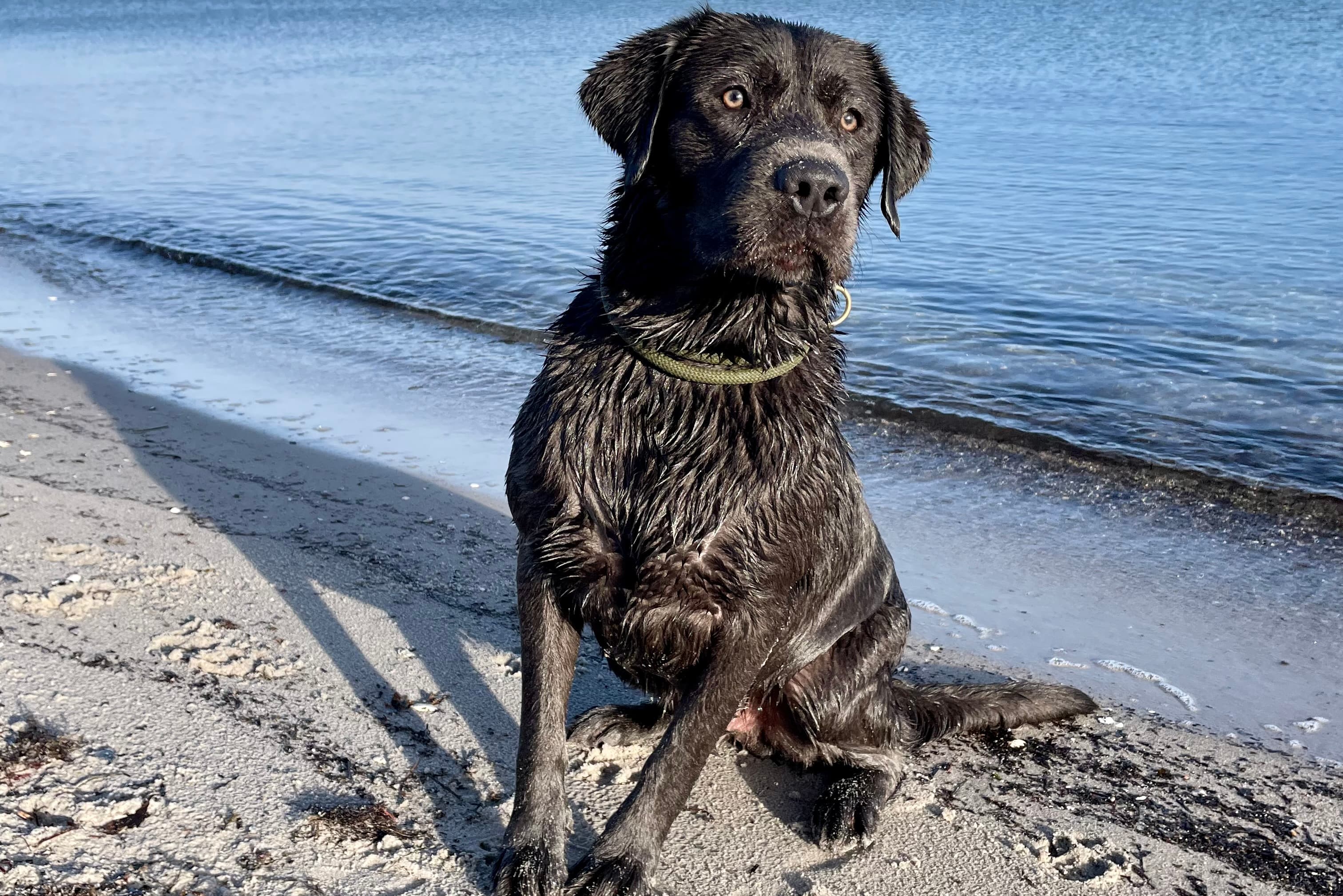 PETS 4 the Oceans