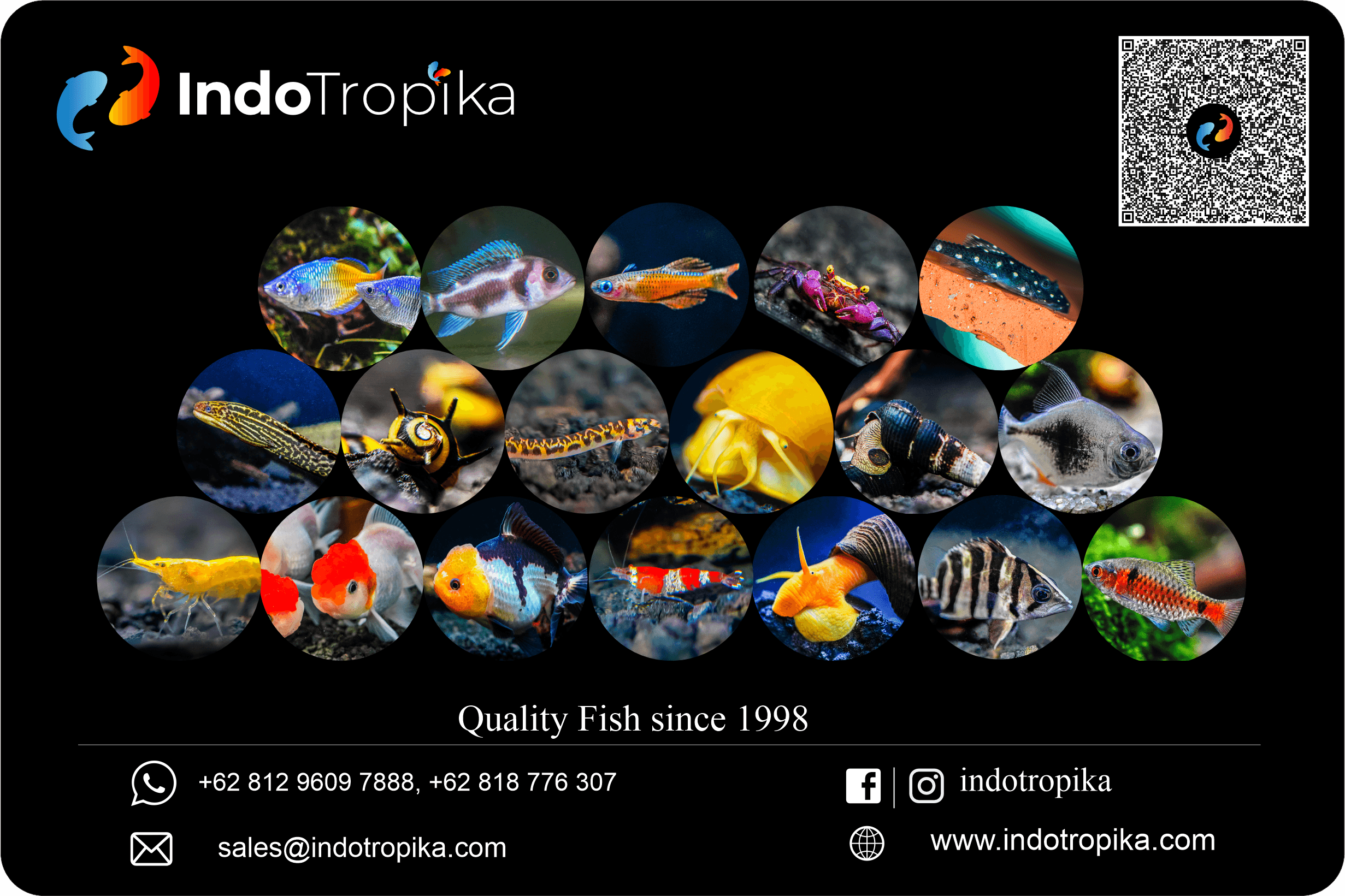 IndoTropika Ornamental Fish