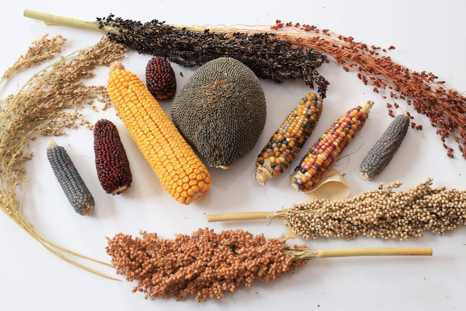 Crazy-Crops.com