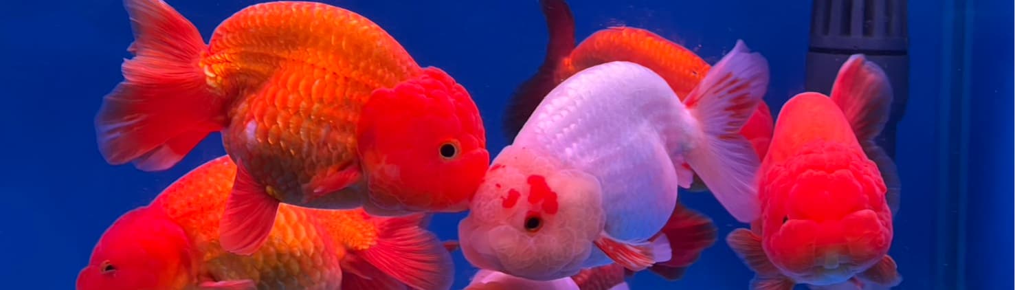 Yes Goldfish Farm