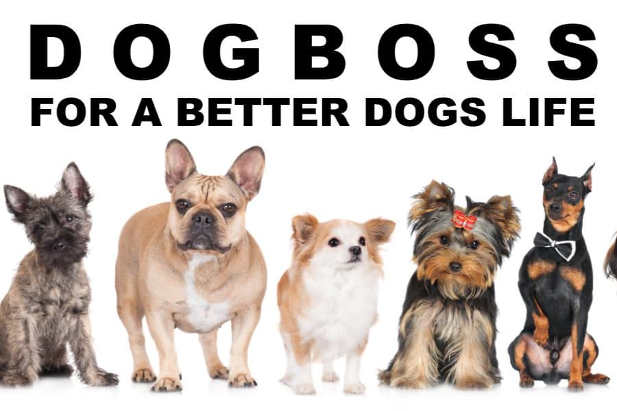 DOGBOSS, AGETECH GmbH