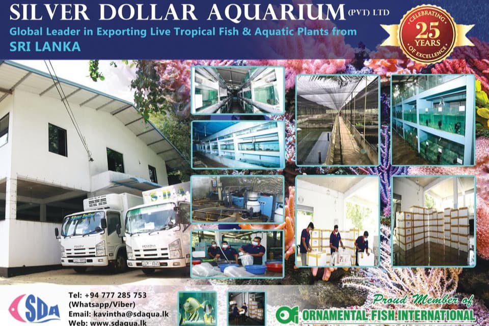 Silver Dollar Aqua