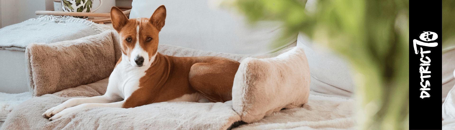 Orange Pet Brands