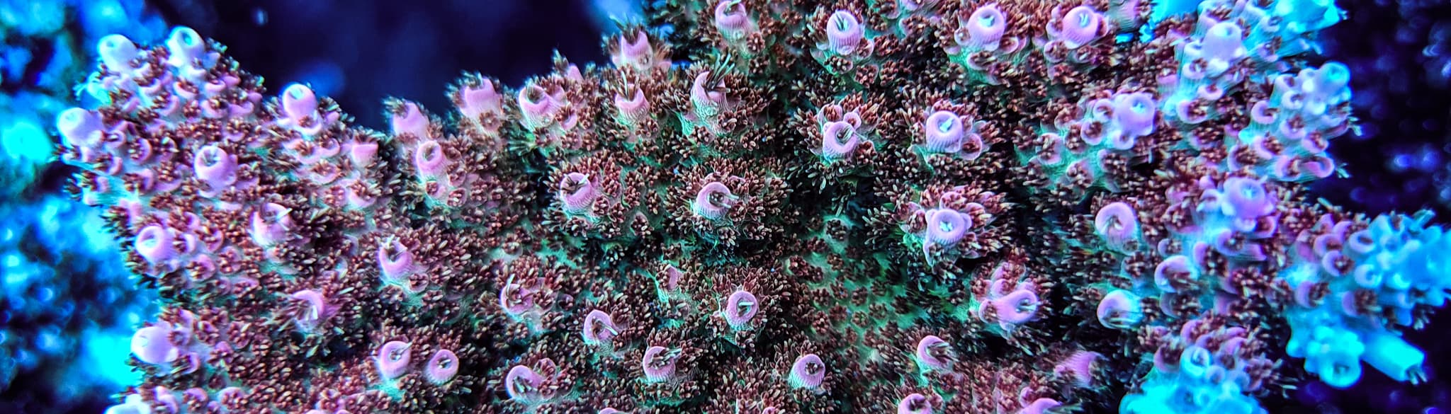 V-CORALS LTD