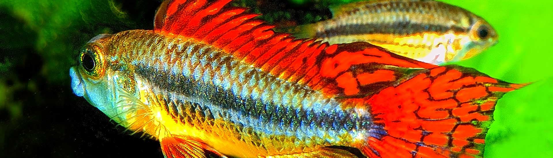Aquarium Münster Pahlsmeier GmbH