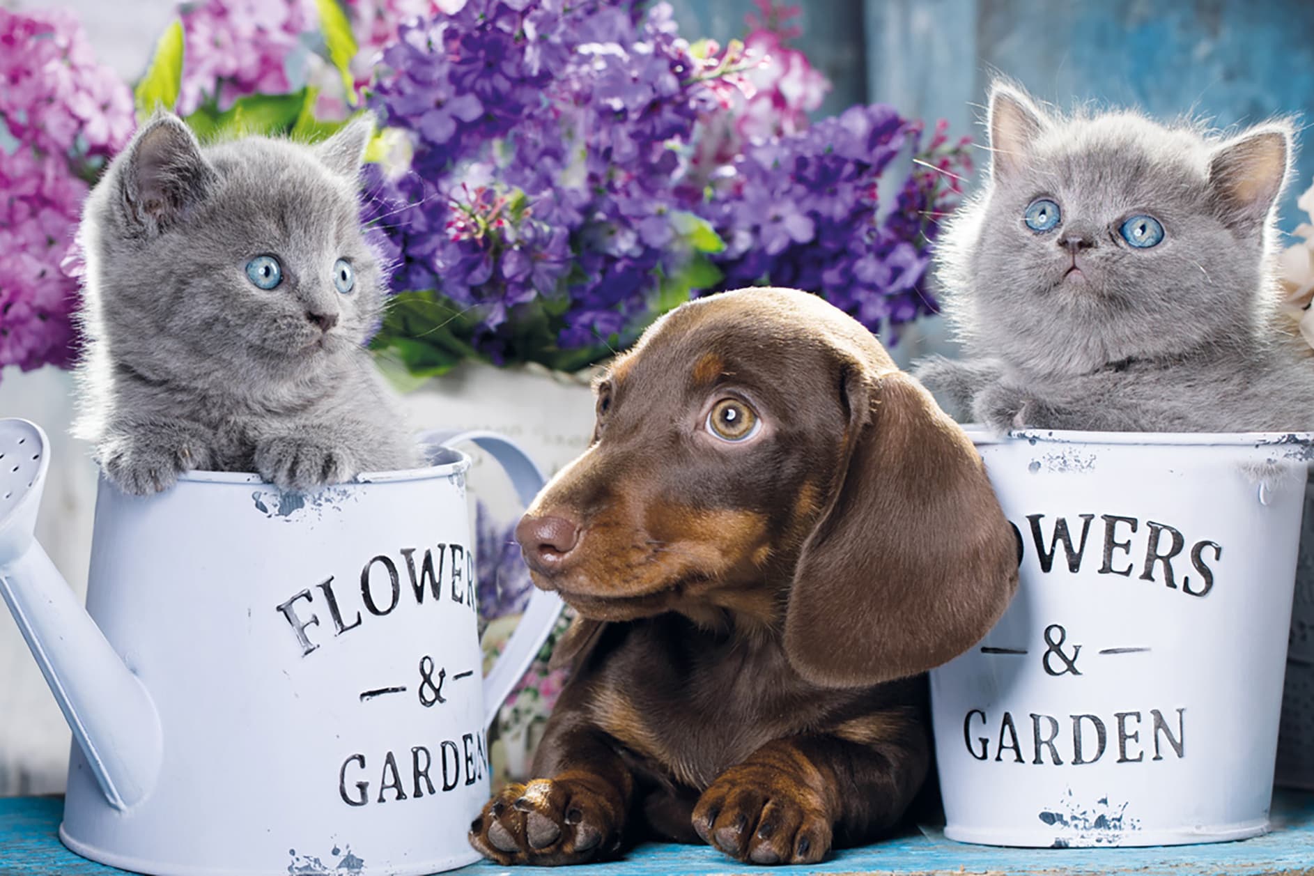 Exclusion Pet Food