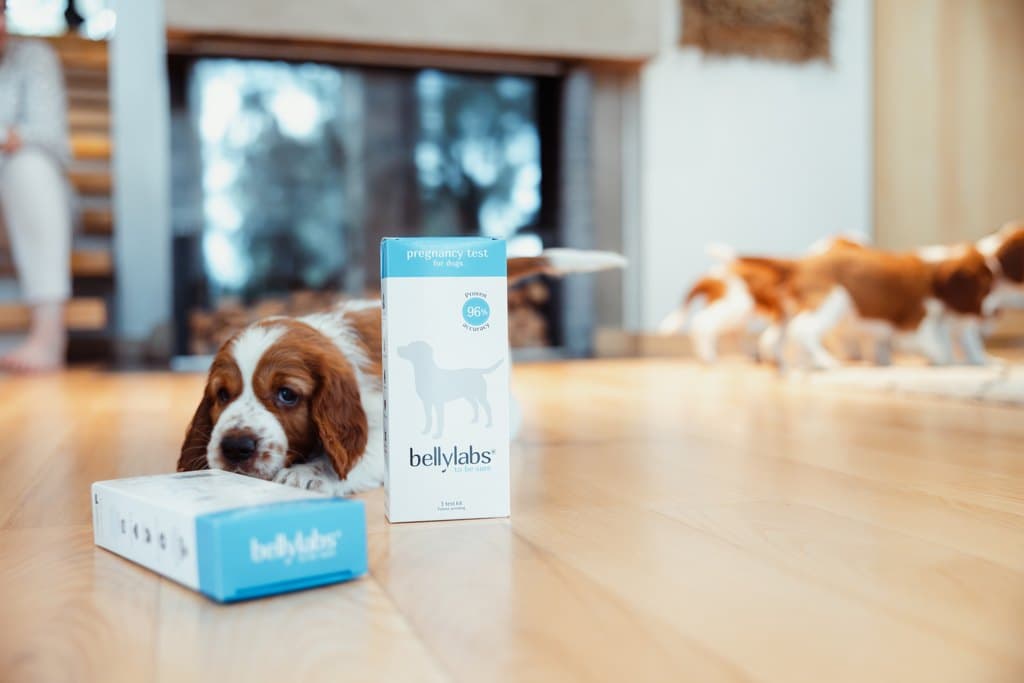 Bellylabs OY