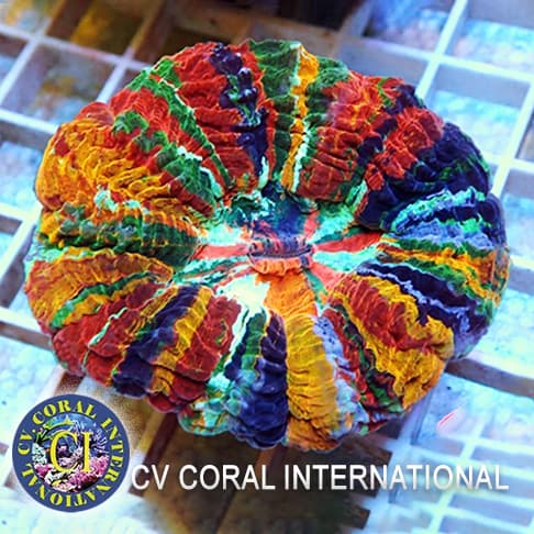 CV CORAL INTERNATIONAL logo