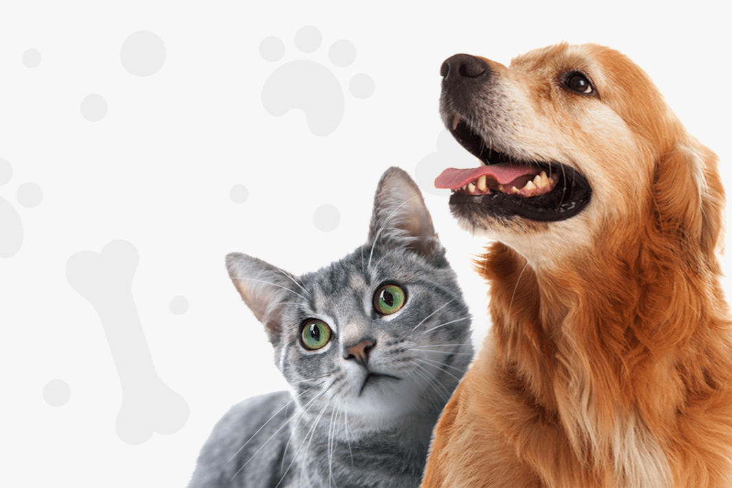 Homie Pet Food