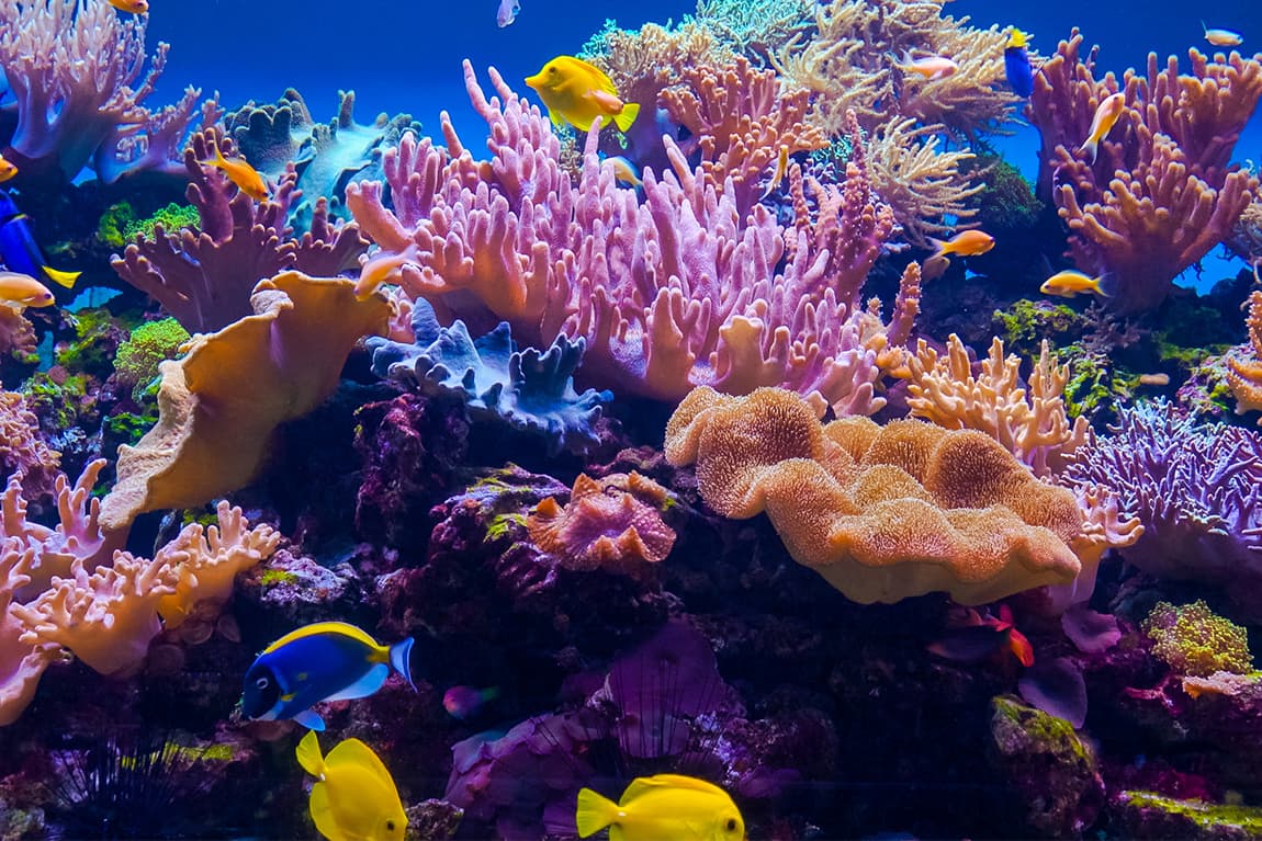 LiveAquaria