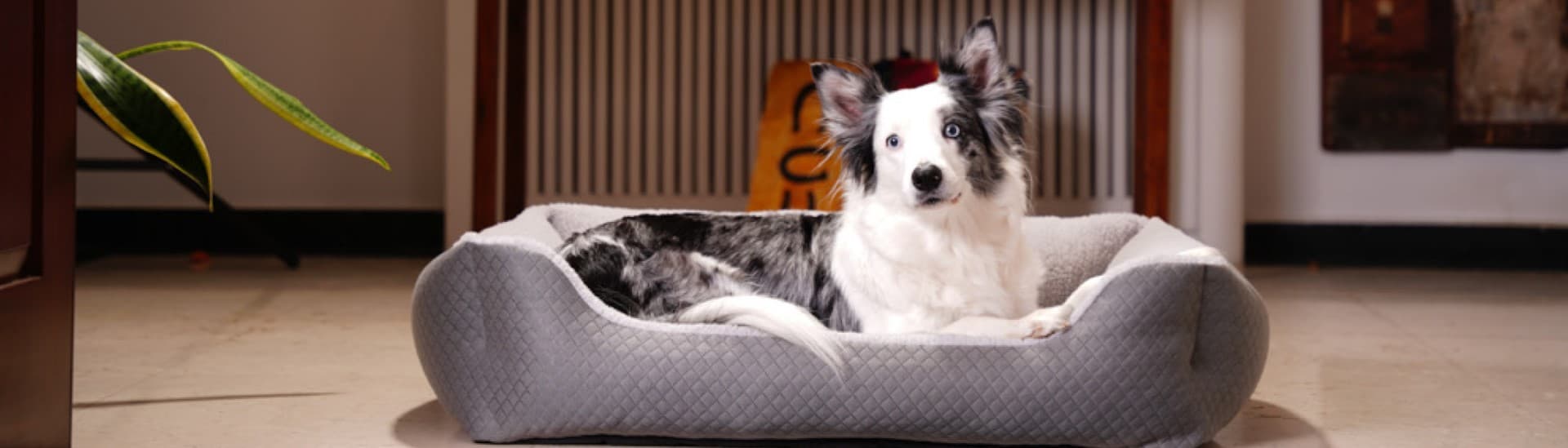 Pet Comfort