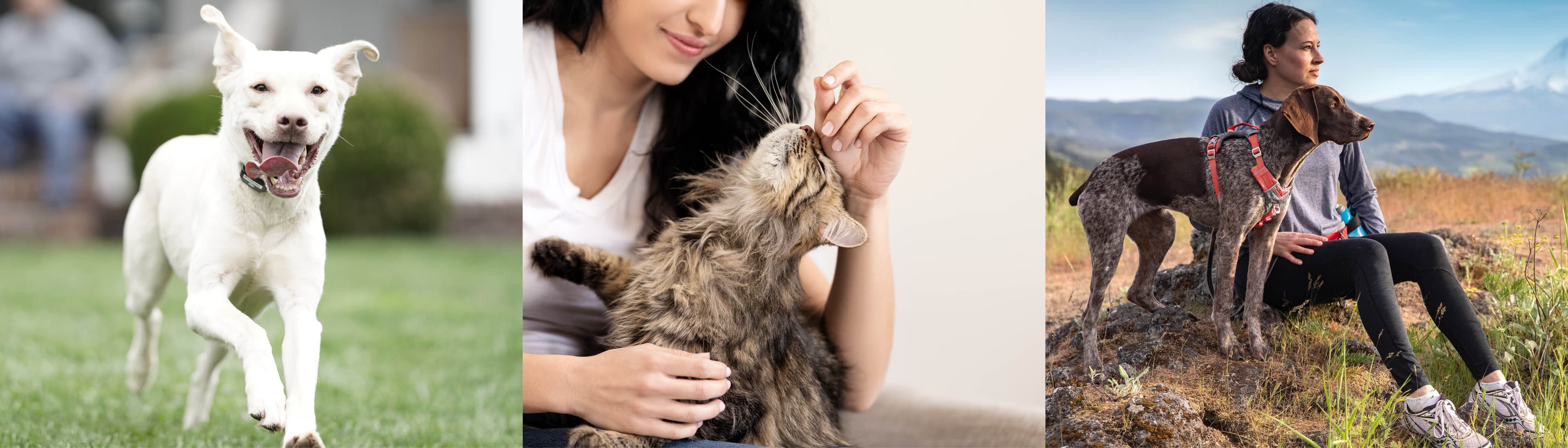 Radio Systems PetSafe Europe Ltd