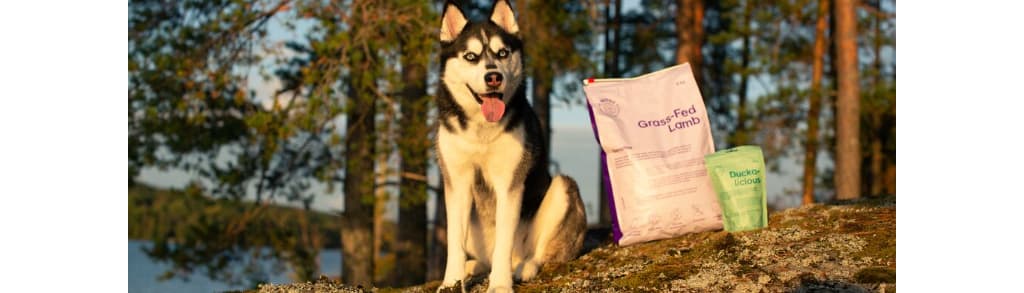 Pet Buddy Group