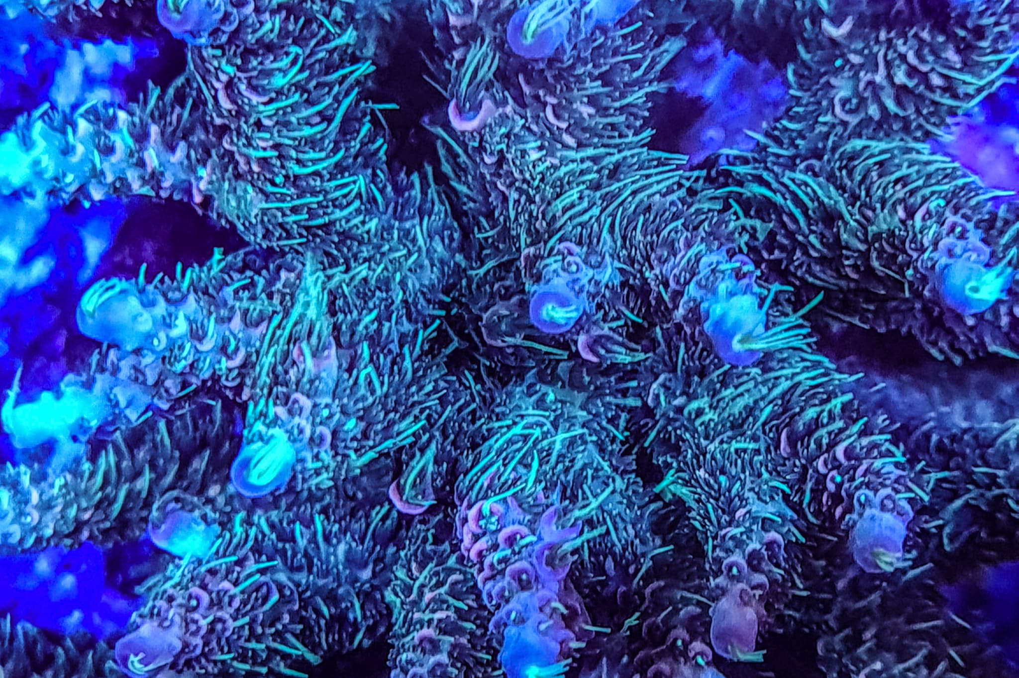 V-CORALS LTD