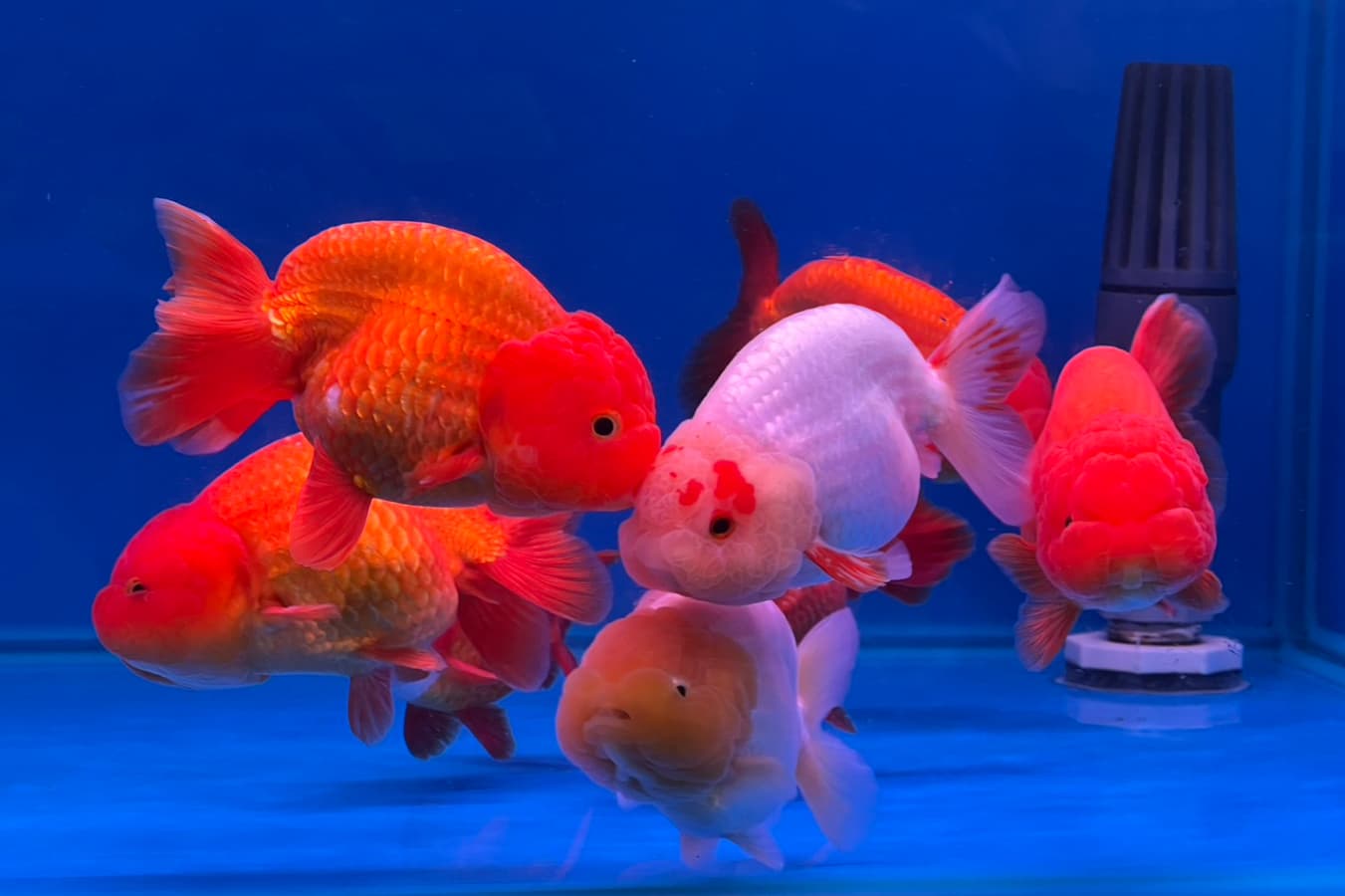 Yes Goldfish Farm