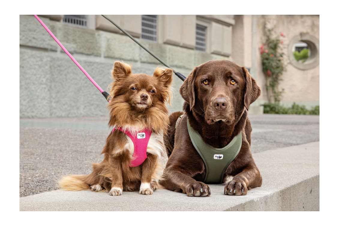 curli - Swiss Harness Specialists