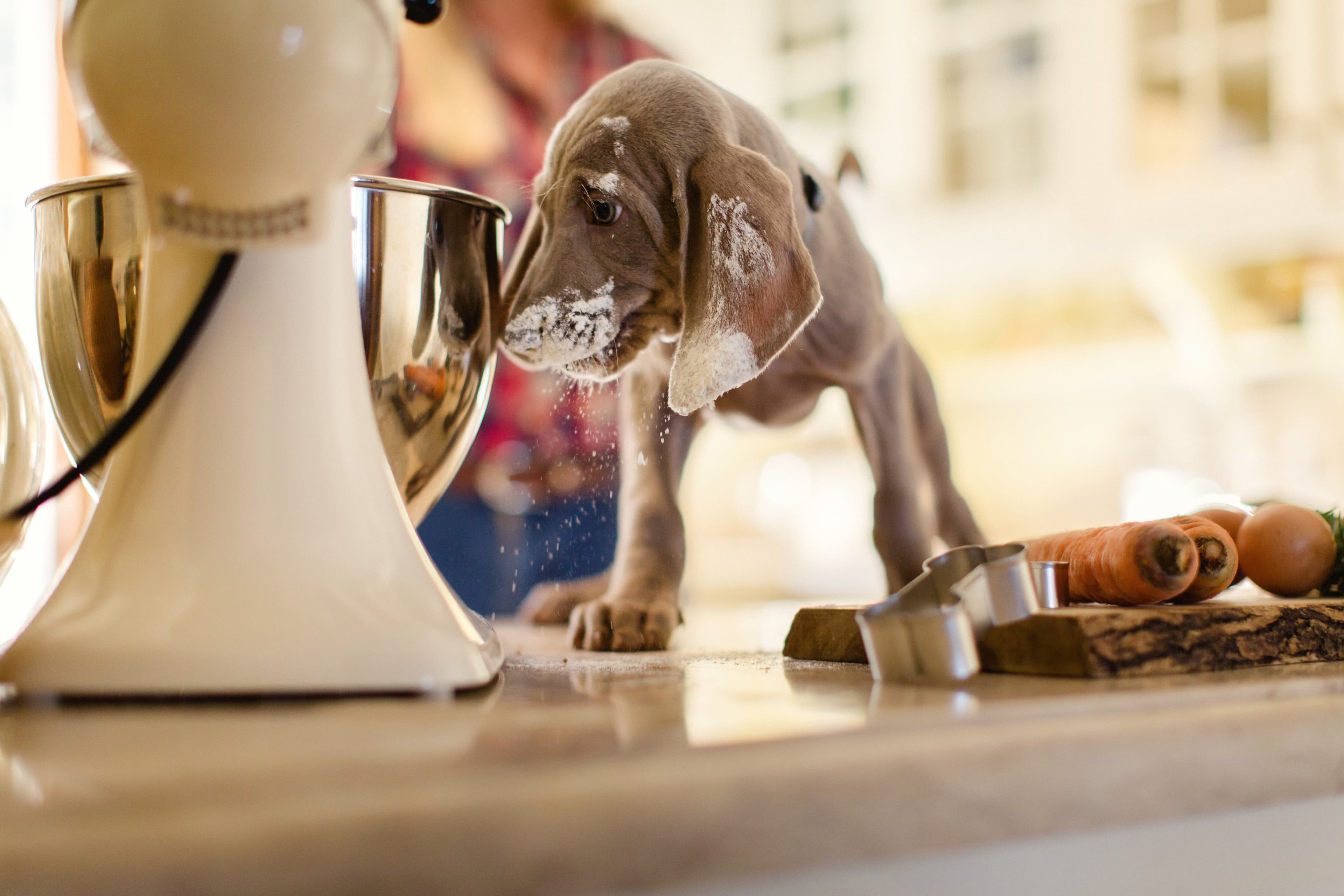 COOKAS WORLD - PET SERVICES LDA