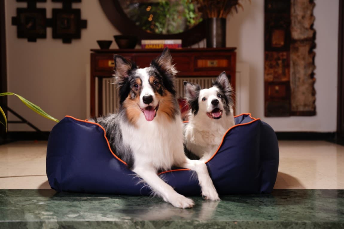 Pet Comfort