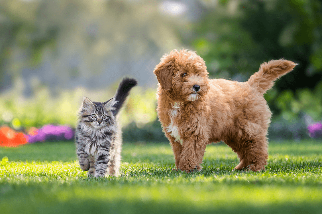 Vobra Special Petfoods BV