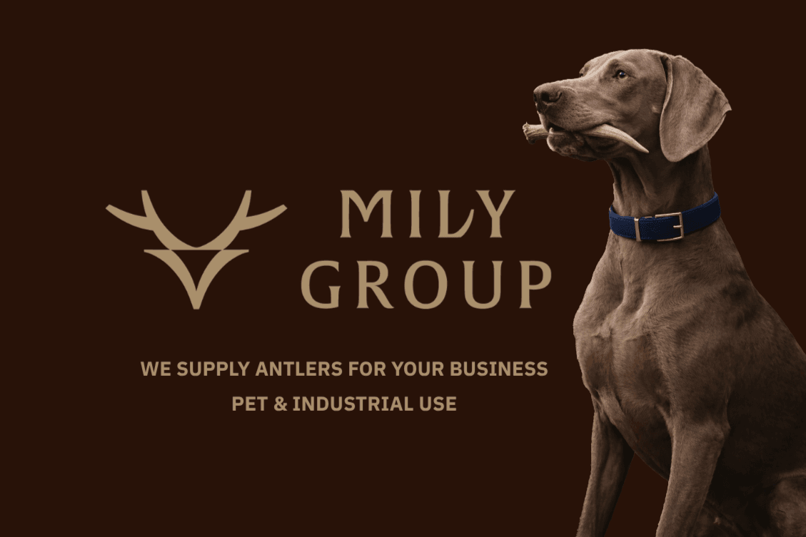 Mily Group Sp. z o. o.