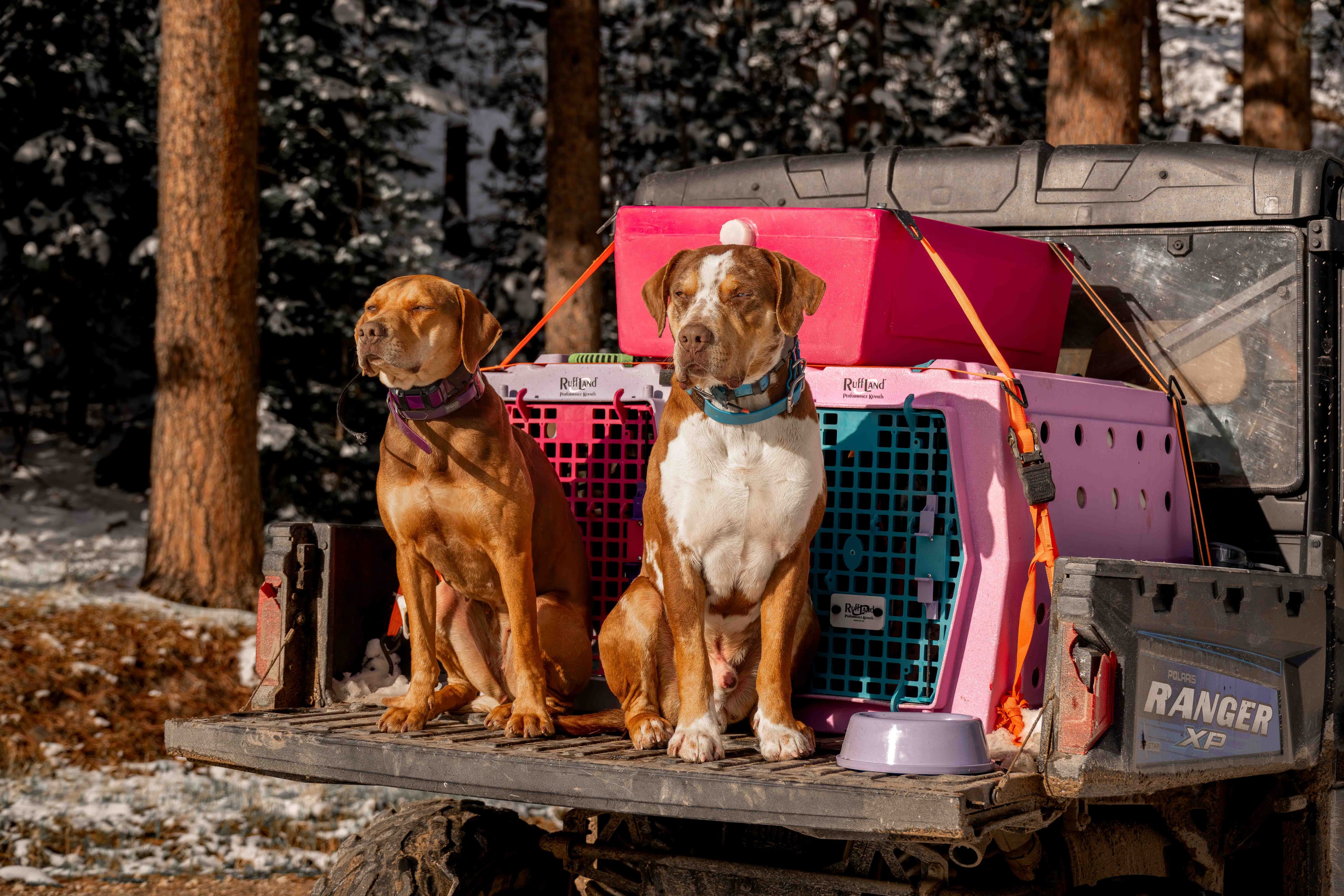 RuffLand Kennels