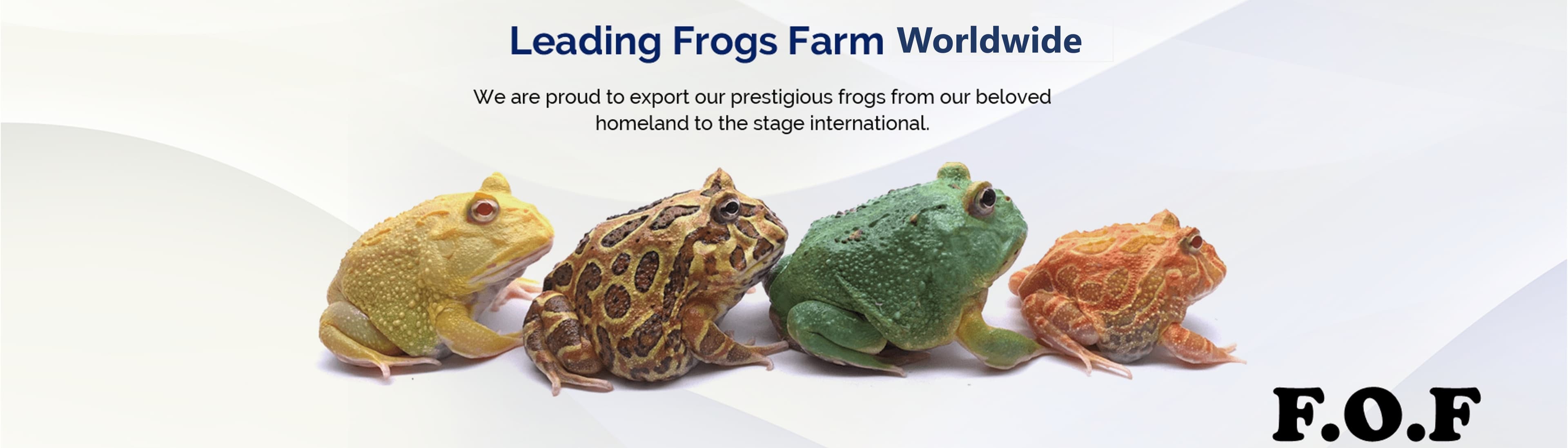 Full of Frogs Amphibians Farm (Taiwan)