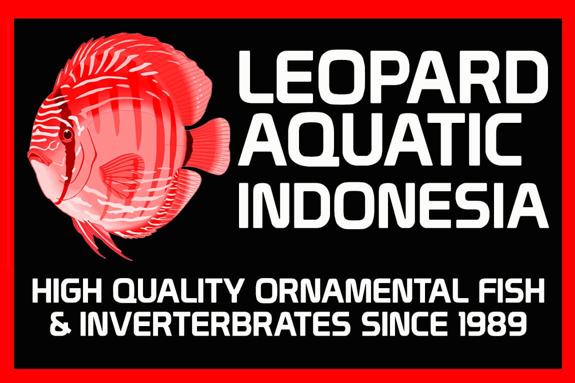 LEOPARD AQUATIC INDONESIA
