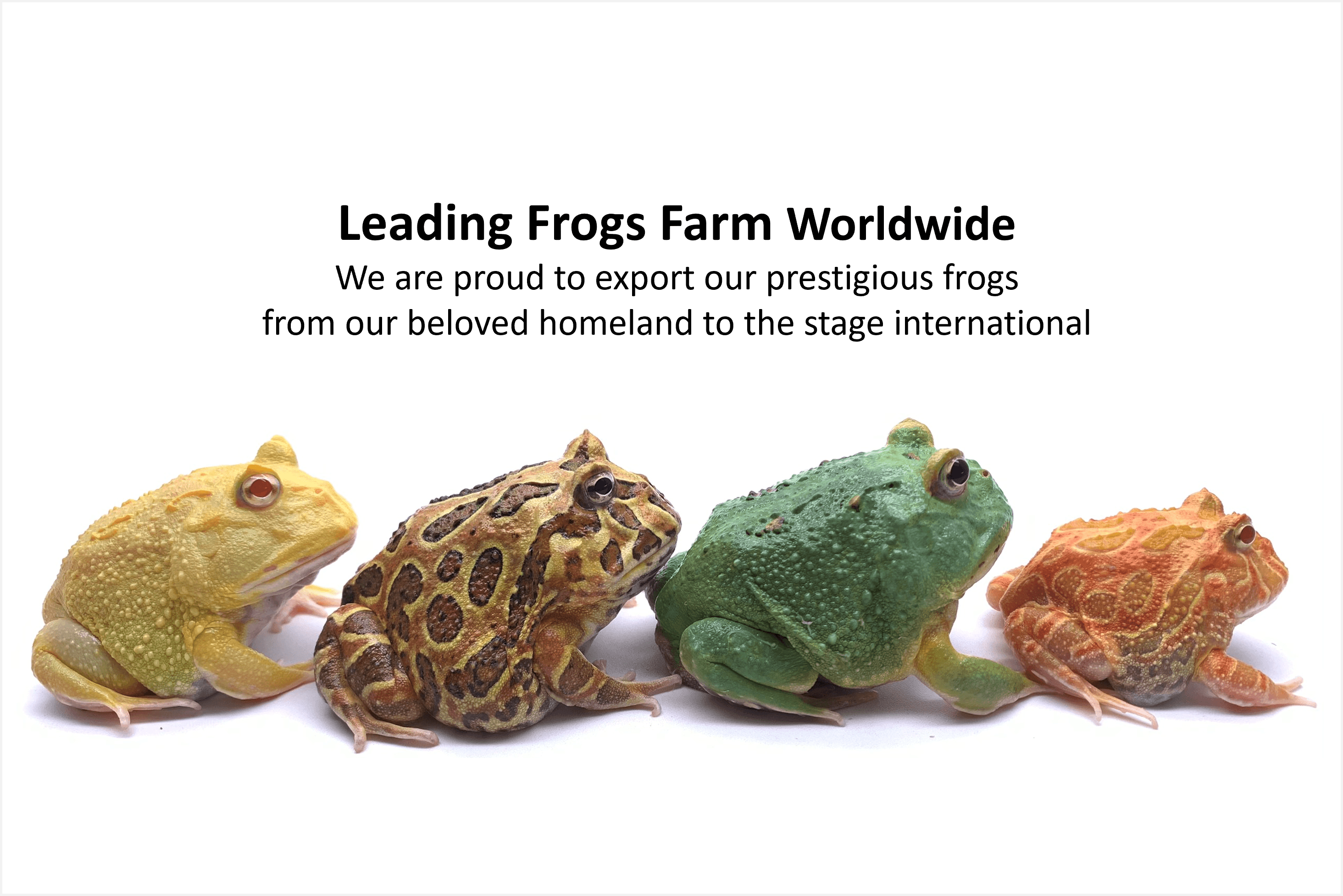Full of Frogs Amphibians Farm (Taiwan)