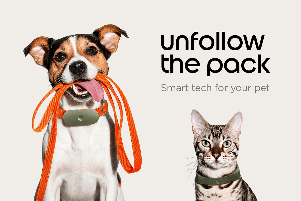 Motorola Pet
