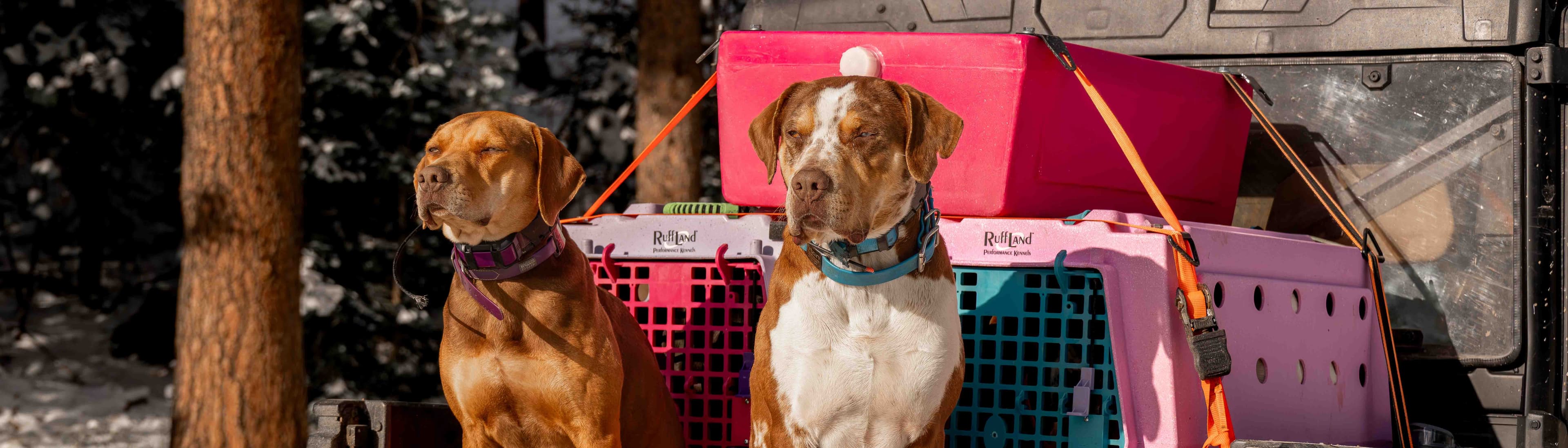 RuffLand Kennels
